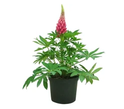 Dehner Lupine, verschiedene Sorten Discount