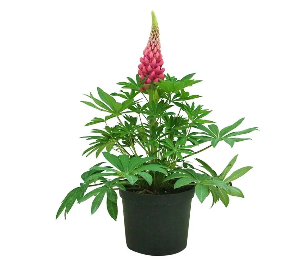 Dehner Lupine, verschiedene Sorten Discount
