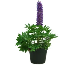 Dehner Lupine, verschiedene Sorten Discount