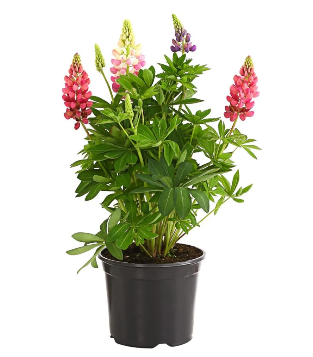 Dehner Lupine, verschiedene Sorten Discount