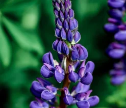 Dehner Sommerstauden - Lupine, verschiedene Sorten