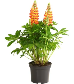 Dehner Sommerstauden - Lupine 'West Country', verschiedene Farben