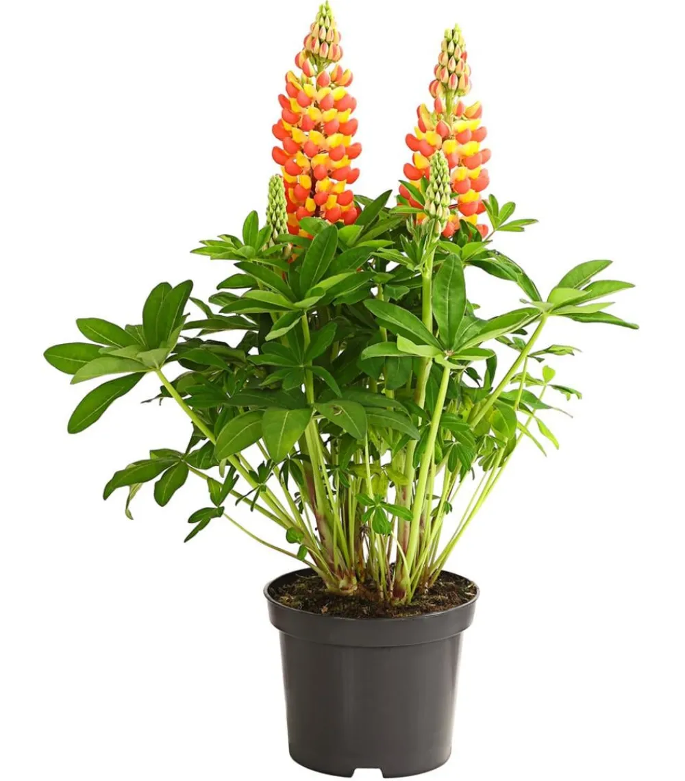 Dehner Sommerstauden - Lupine 'West Country', verschiedene Farben