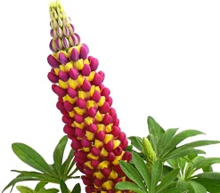 Dehner Sommerstauden - Lupine 'West Country', verschiedene Farben