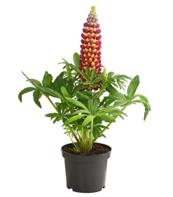 Dehner Sommerstauden - Lupine 'West Country', verschiedene Farben