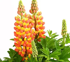 Dehner Sommerstauden - Lupine 'West Country', verschiedene Farben
