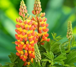 Dehner Sommerstauden - Lupine 'West Country', verschiedene Farben