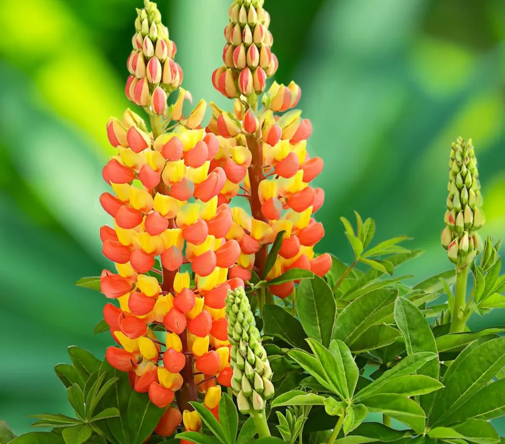 Dehner Sommerstauden - Lupine 'West Country', verschiedene Farben