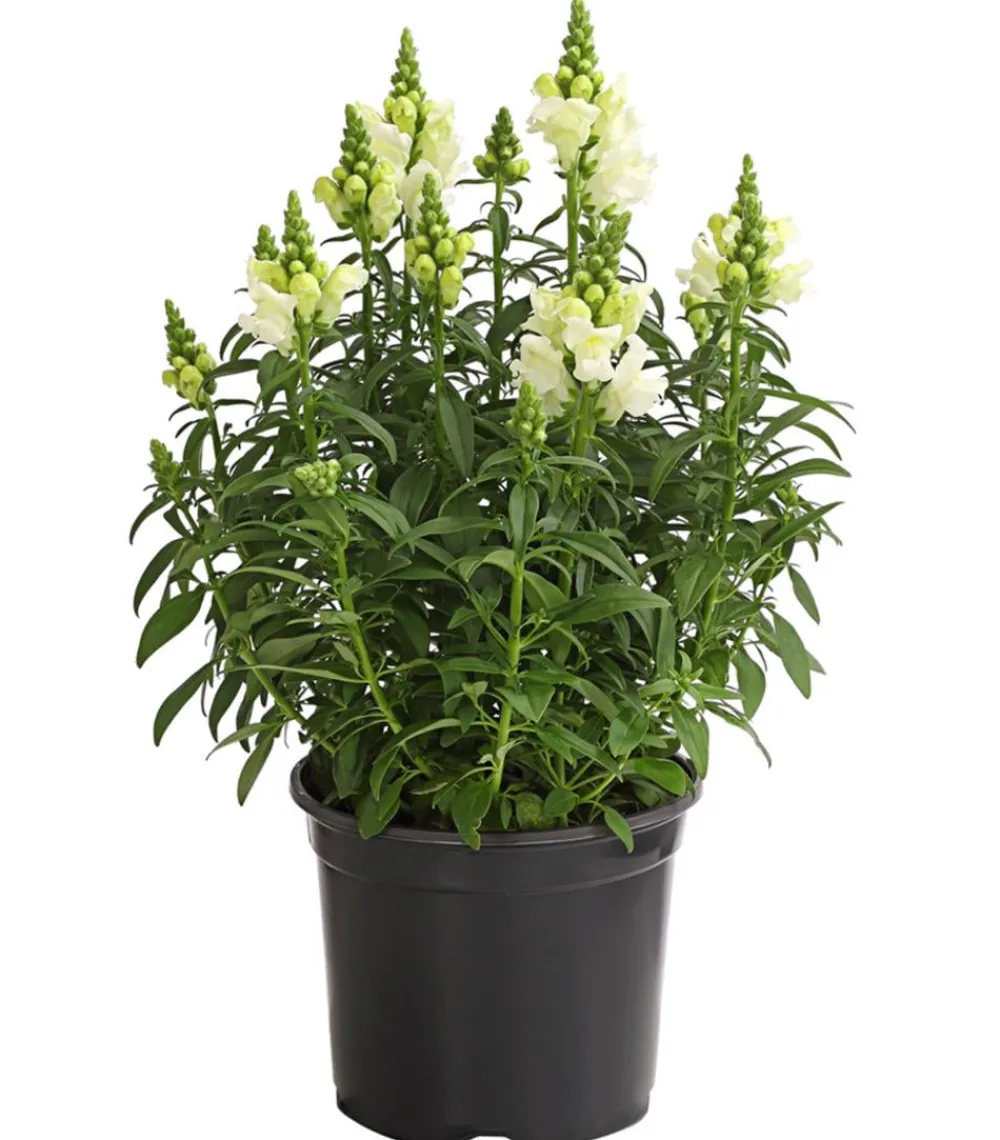 Dehner Terrassenpflanzen|Sommerblumen > Löwenmäulchen