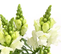 Dehner Terrassenpflanzen|Sommerblumen > Löwenmäulchen