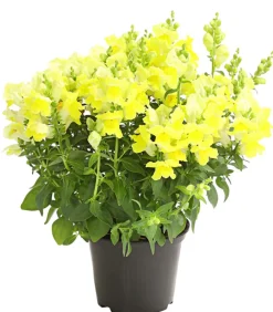 Dehner Terrassenpflanzen|Sommerblumen > Löwenmäulchen