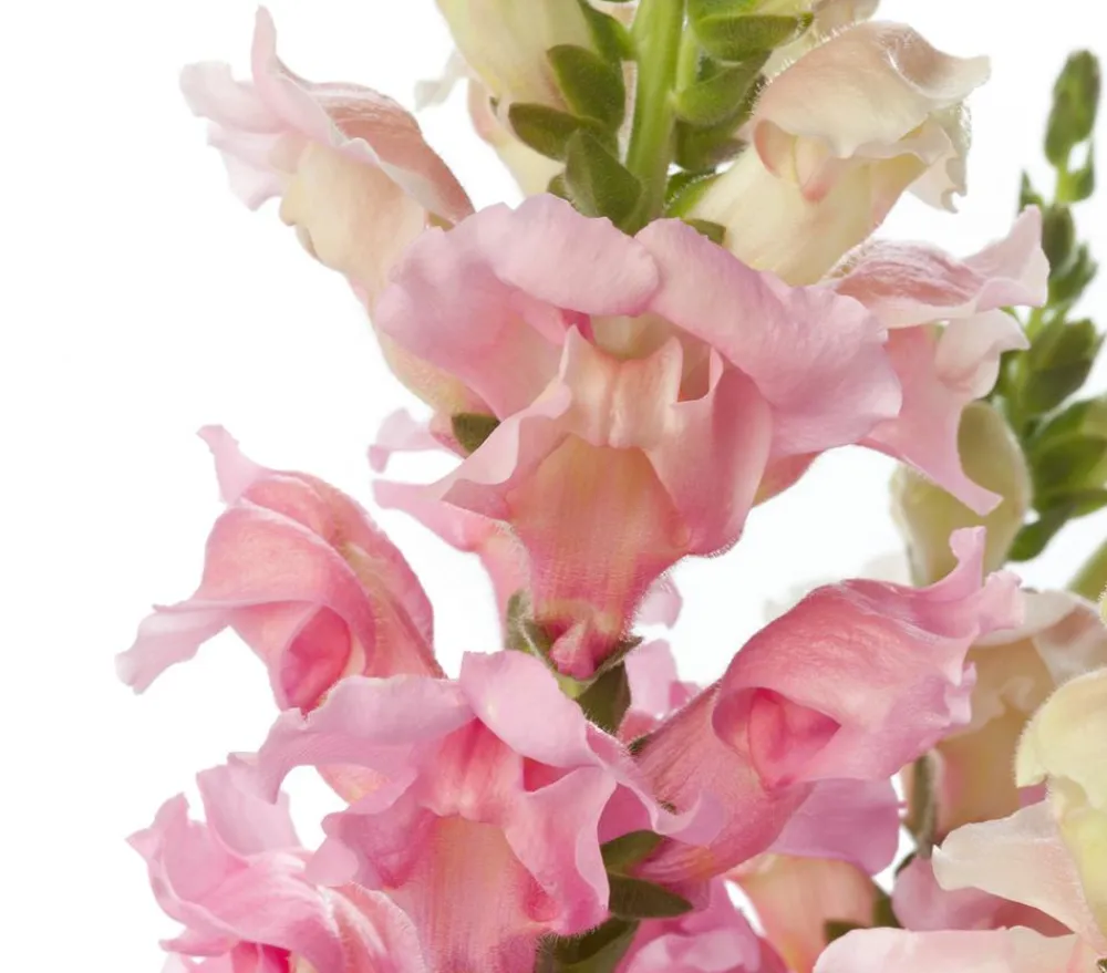 Dehner Löwenmäulchen Rosa Clearance