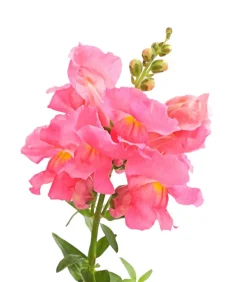 Dehner Löwenmäulchen Rosa Best