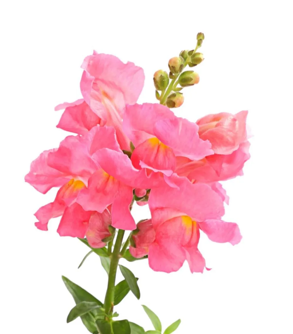 Dehner Löwenmäulchen Rosa Best
