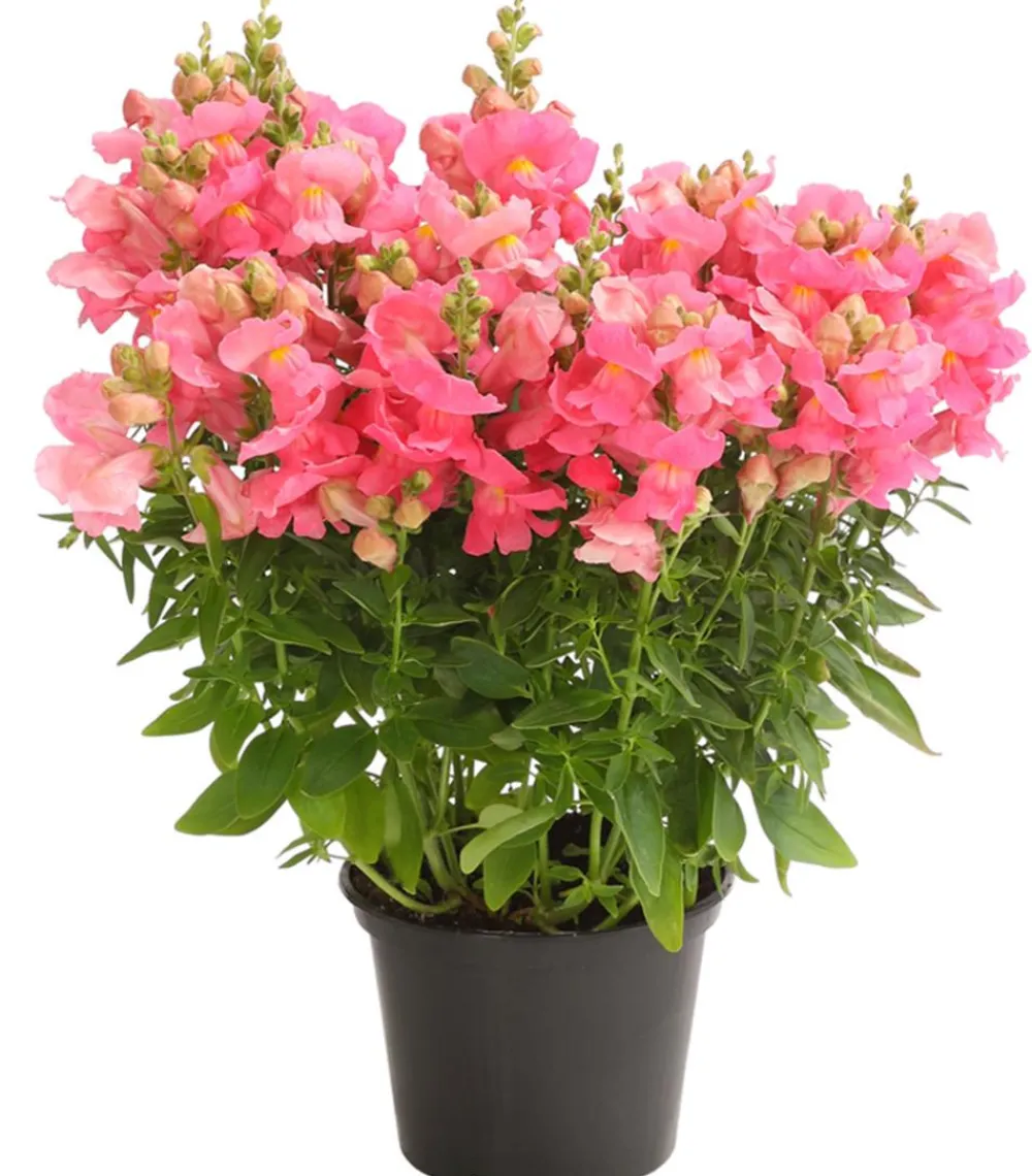 Dehner Löwenmäulchen Rosa Best