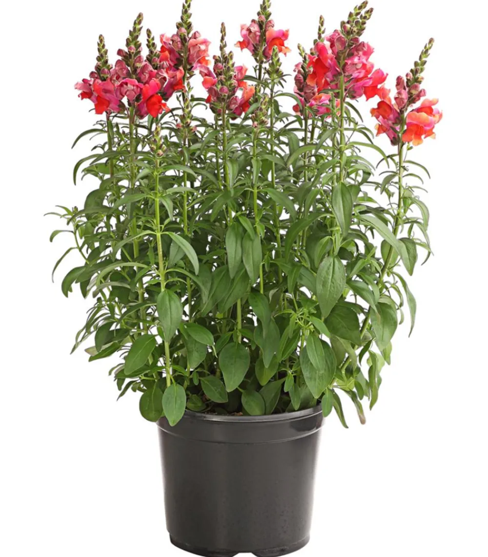 Dehner Terrassenpflanzen|Sommerblumen - Löwenmäulchen Orange