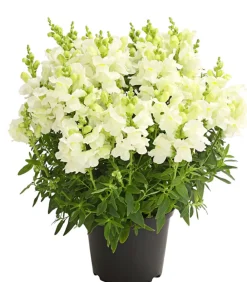 Dehner Terrassenpflanzen|Sommerblumen - Löwenmäulchen Weiß
