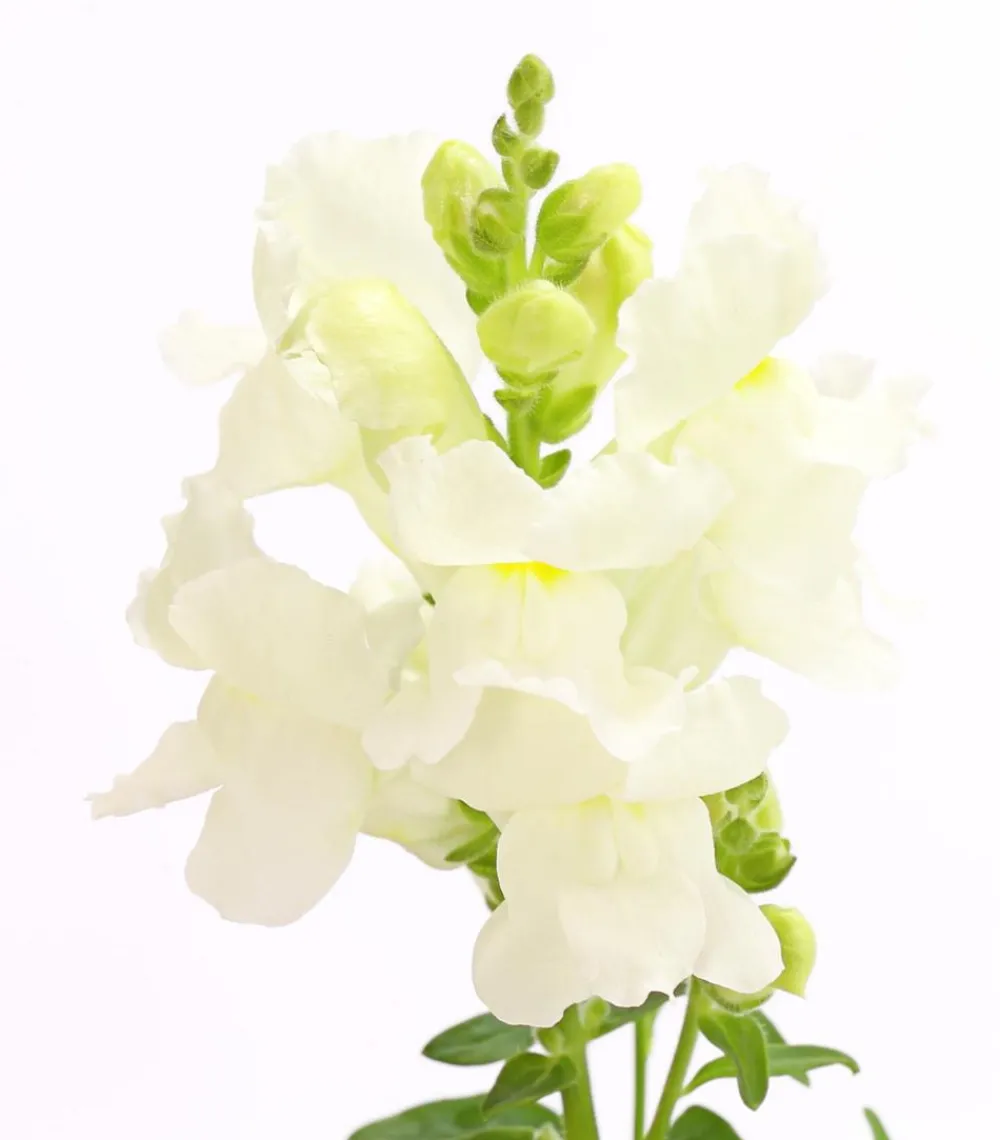 Dehner Terrassenpflanzen|Sommerblumen - Löwenmäulchen Weiß