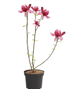 Dehner Magnolie 'Genie' Rosa Best