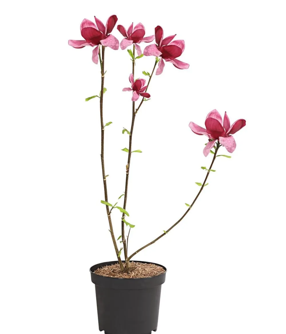 Dehner Magnolie 'Genie' Rosa Best