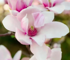 Dehner Laubgehölze|Magnolien > Magnolie 'Satisfaction'