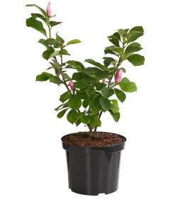 Dehner Laubgehölze|Magnolien > Magnolie 'Satisfaction'