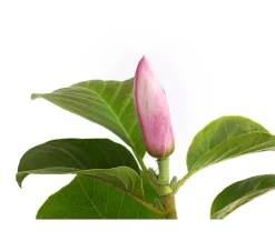 Dehner Laubgehölze|Magnolien > Magnolie 'Satisfaction'