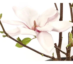 Dehner Laubgehölze|Magnolien - Magnolie 'Satisfaction' Zartrosa