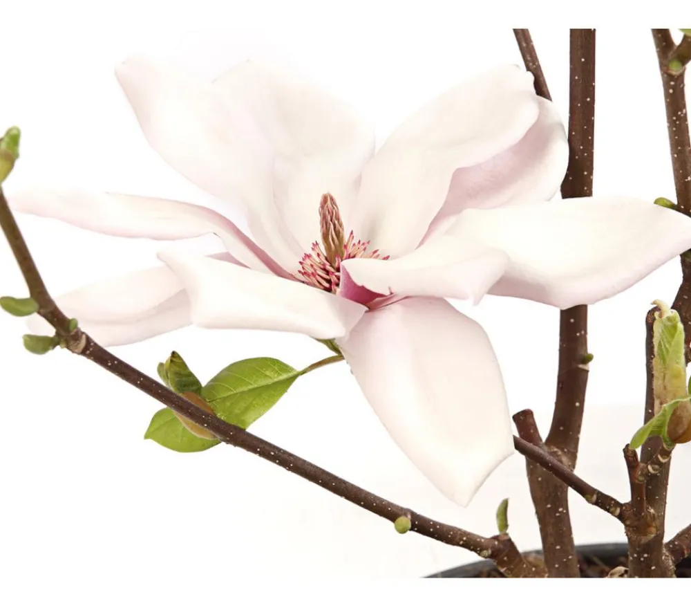 Dehner Laubgehölze|Magnolien - Magnolie 'Satisfaction' Zartrosa