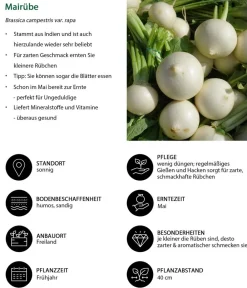 Dehner Gartengemüse|Kohl- & Salatpflanzen - Mairübe, 12er Schale Creme