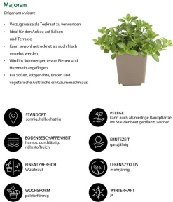 Dehner Garten- & Heilkräuter|Küchenkräuter > Majoran, mehrjährig
