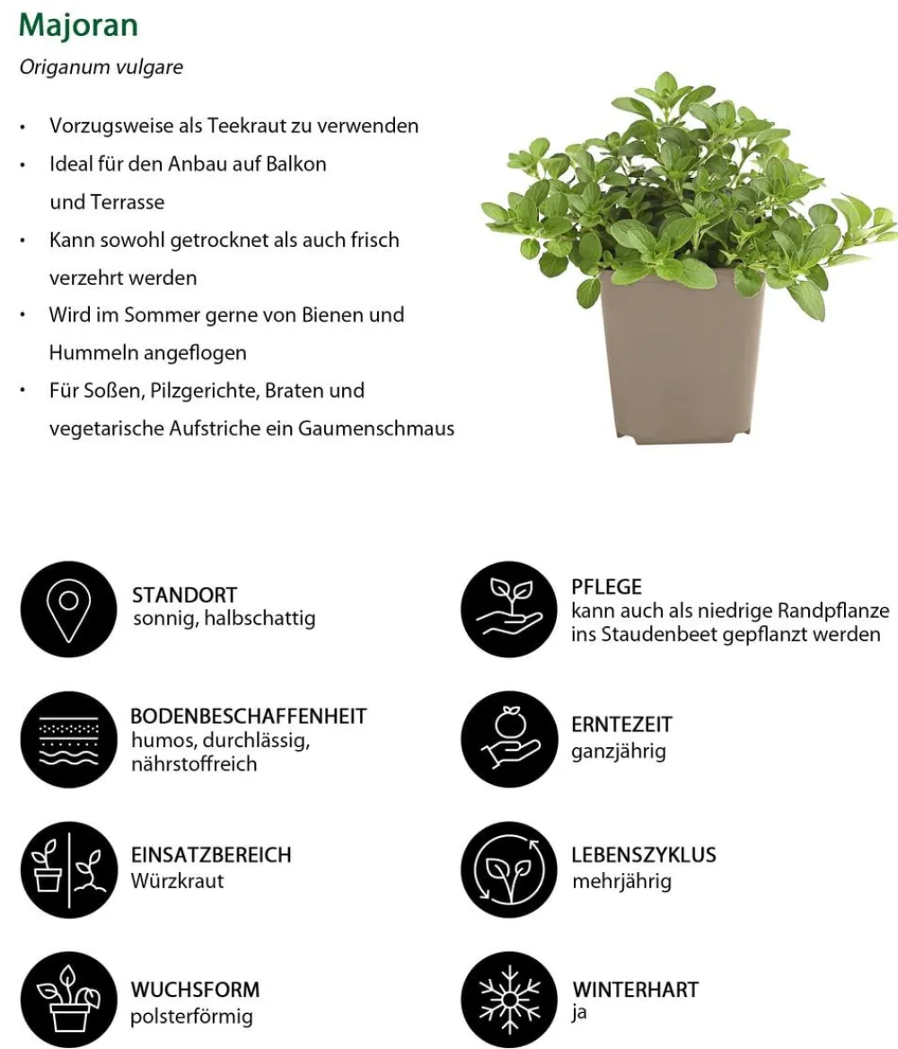 Dehner Garten- & Heilkräuter|Küchenkräuter > Majoran, mehrjährig
