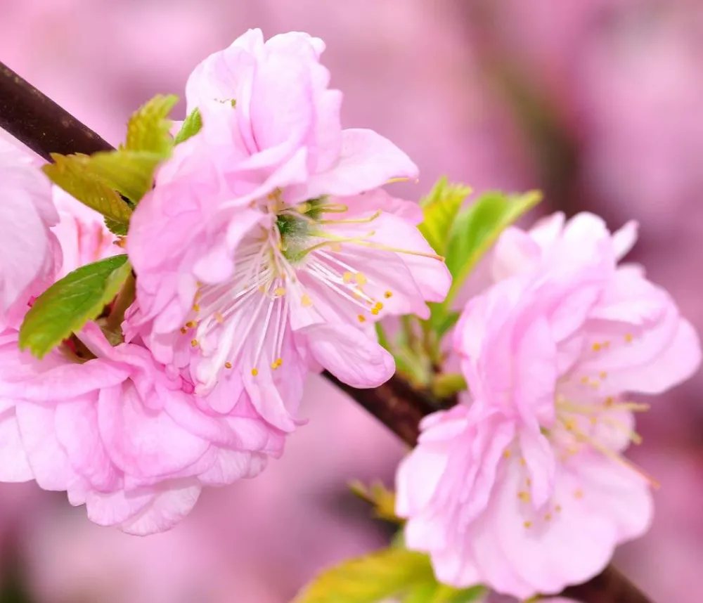 Dehner Laubgehölze|Blühende Sträucher > Mandelbäumchen