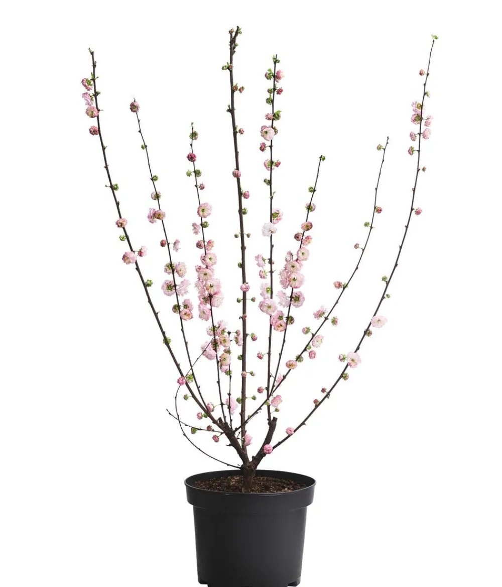 Dehner Mandelbäumchen Rosa Discount