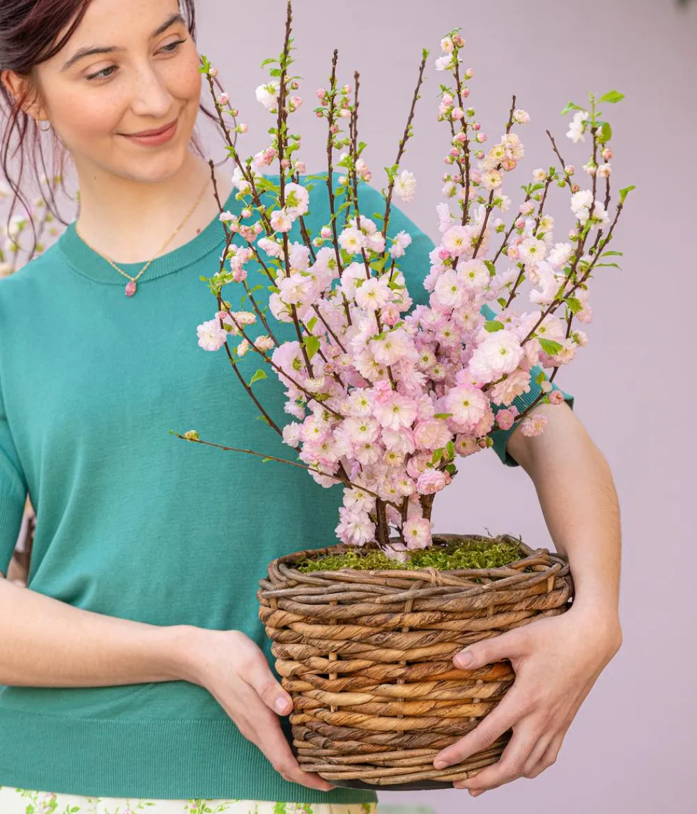 Dehner Mandelbäumchen Rosa Discount
