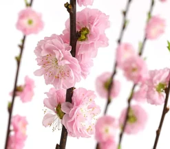 Dehner Mandelbäumchen Rosa Discount