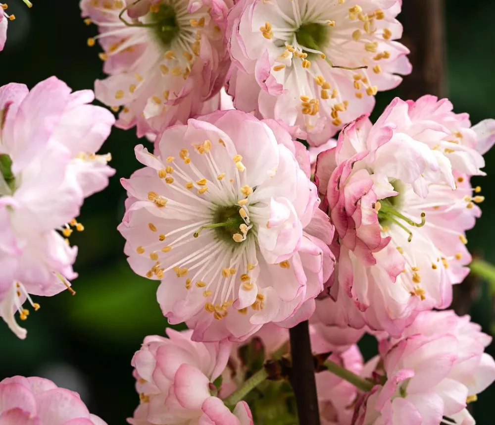 Dehner Mandelbäumchen Rosa Discount