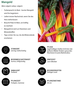 Dehner Mangold, Bunt Online
