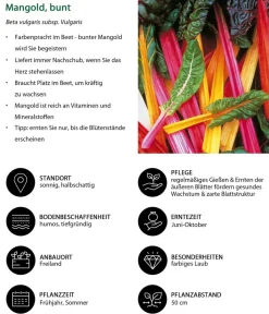 Dehner Gartengemüse - Mangold, Bunt