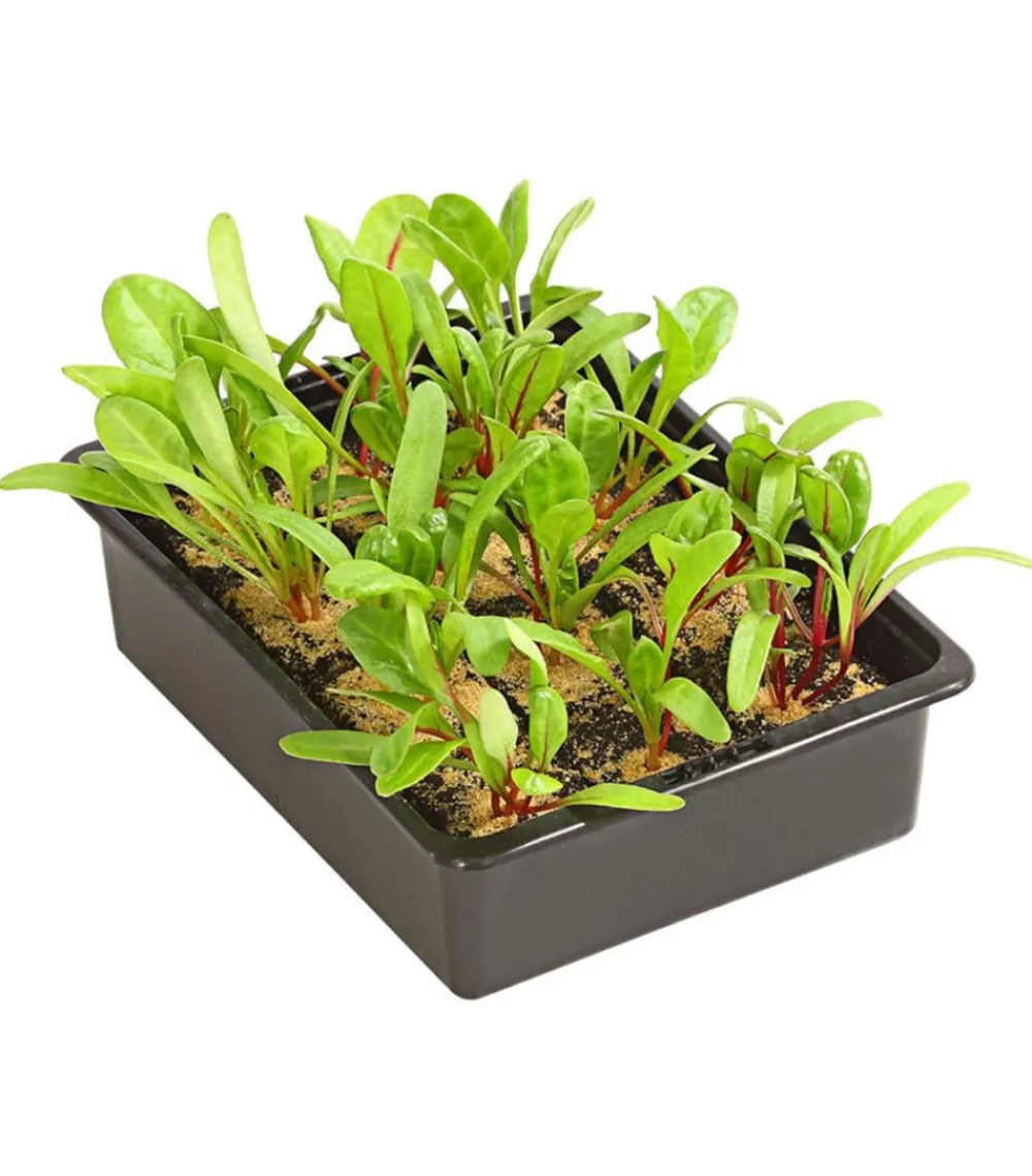 Dehner Gartengemüse > Mangold, , 12er Schale