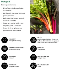 Dehner Gartengemüse > Mangold, , 12er Schale