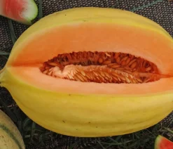 Dehner Gartengemüse|Melonen- & Kürbispflanzen - Mangomelone Gelb