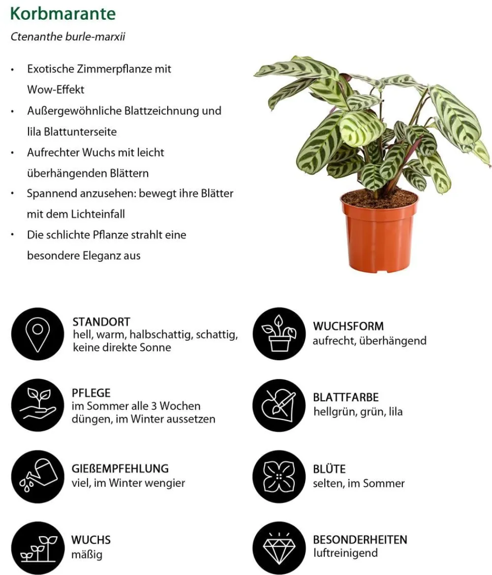 Dehner Calathea & Alocasia|Grünpflanzen > Marante - Ctenanthe burle-marxii
