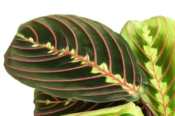 Dehner Calathea & Alocasia|Grünpflanzen - Marante - Maranta leuconeura 'Fascinator'