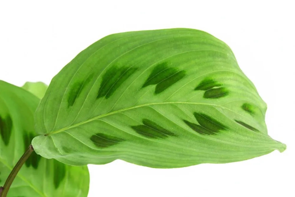 Dehner Calathea & Alocasia|Grünpflanzen - Marante - Maranta leuconeura Kerchoveana