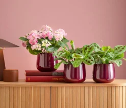 Dehner Calathea & Alocasia|Grünpflanzen - Marante - Maranta leuconeura Kerchoveana