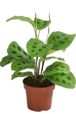 Dehner Calathea & Alocasia|Grünpflanzen - Marante - Maranta leuconeura Kerchoveana