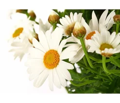 Dehner Terrassenpflanzen|Margeriten - Margerite 'Bofinger', Stämmchen Weiß