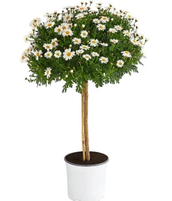 Dehner Terrassenpflanzen|Margeriten - Margerite 'Bofinger', Stämmchen Weiß