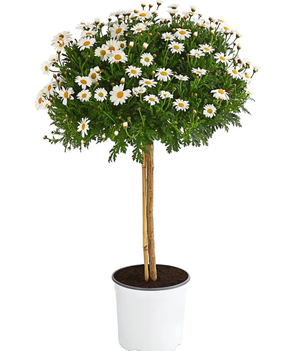 Dehner Terrassenpflanzen|Margeriten - Margerite 'Bofinger', Stämmchen Weiß